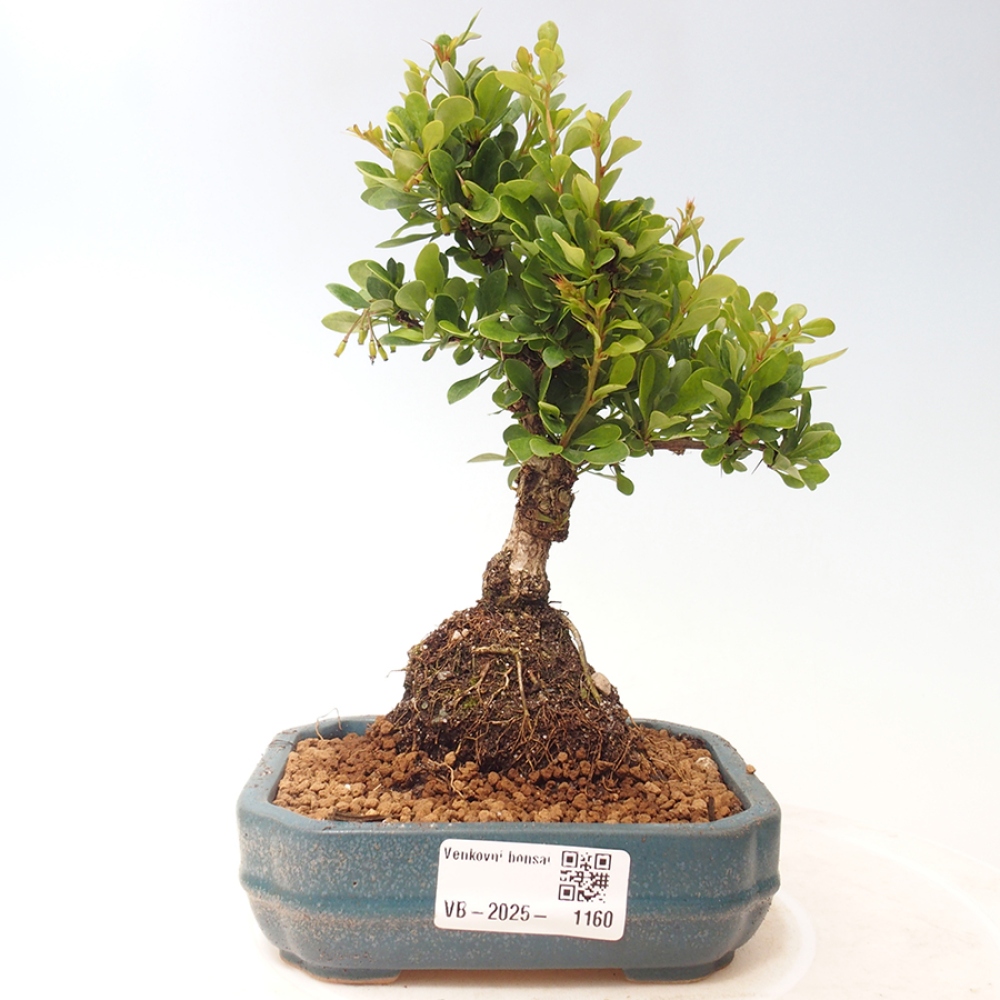 Outdoor bonsai - Berberis thunbergii - Berberys