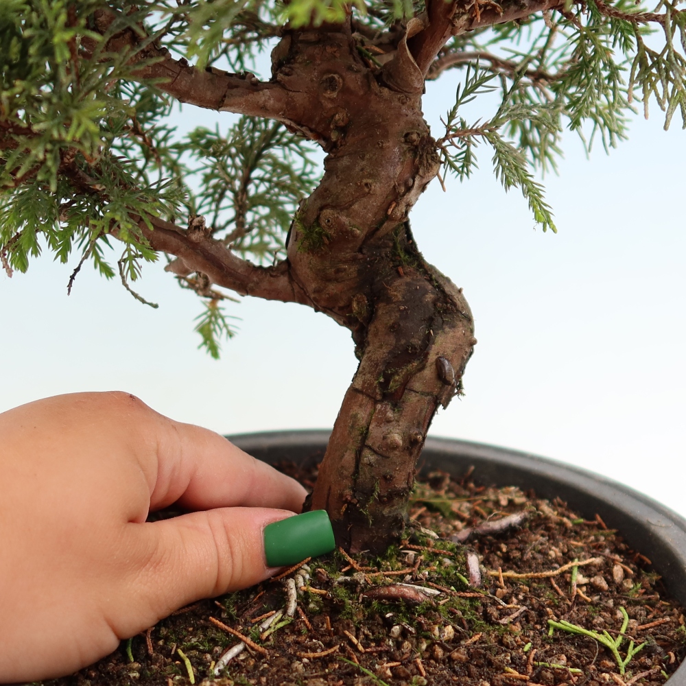 Bonsai ogrodowe – Juniperus chinensis Itoigawa – jałowiec chiński
