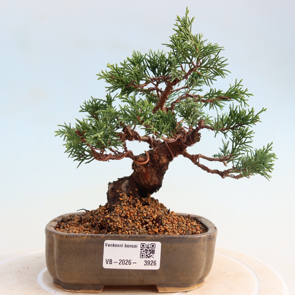 Outdoor bonsai - Juniperus chinensis Itoigawa - Jałowiec chiński