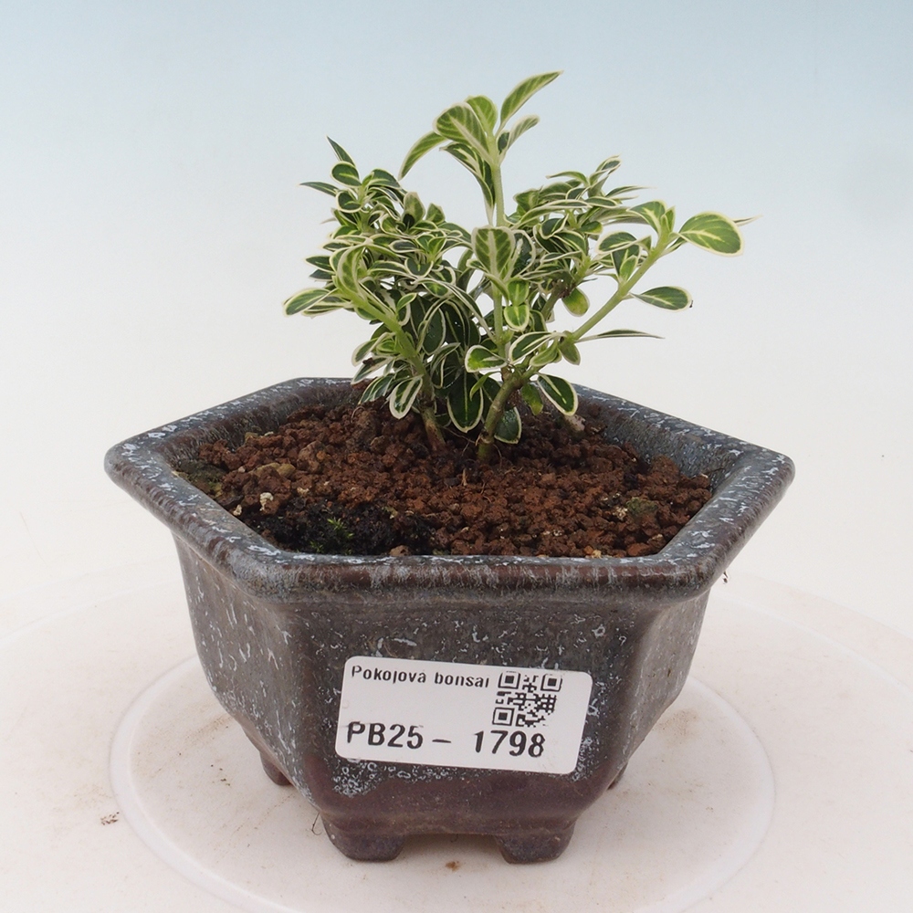 Bonsai do wnętrz - Serissa foetida Variegata - Drzewo tysiąca gwiazd