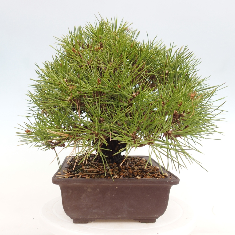 Outdoor bonsai - Pinus thunbergii - sosna Thunberga