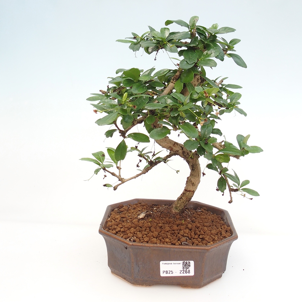Pokój bonsai - Carmona macrophylla - Tea fuki