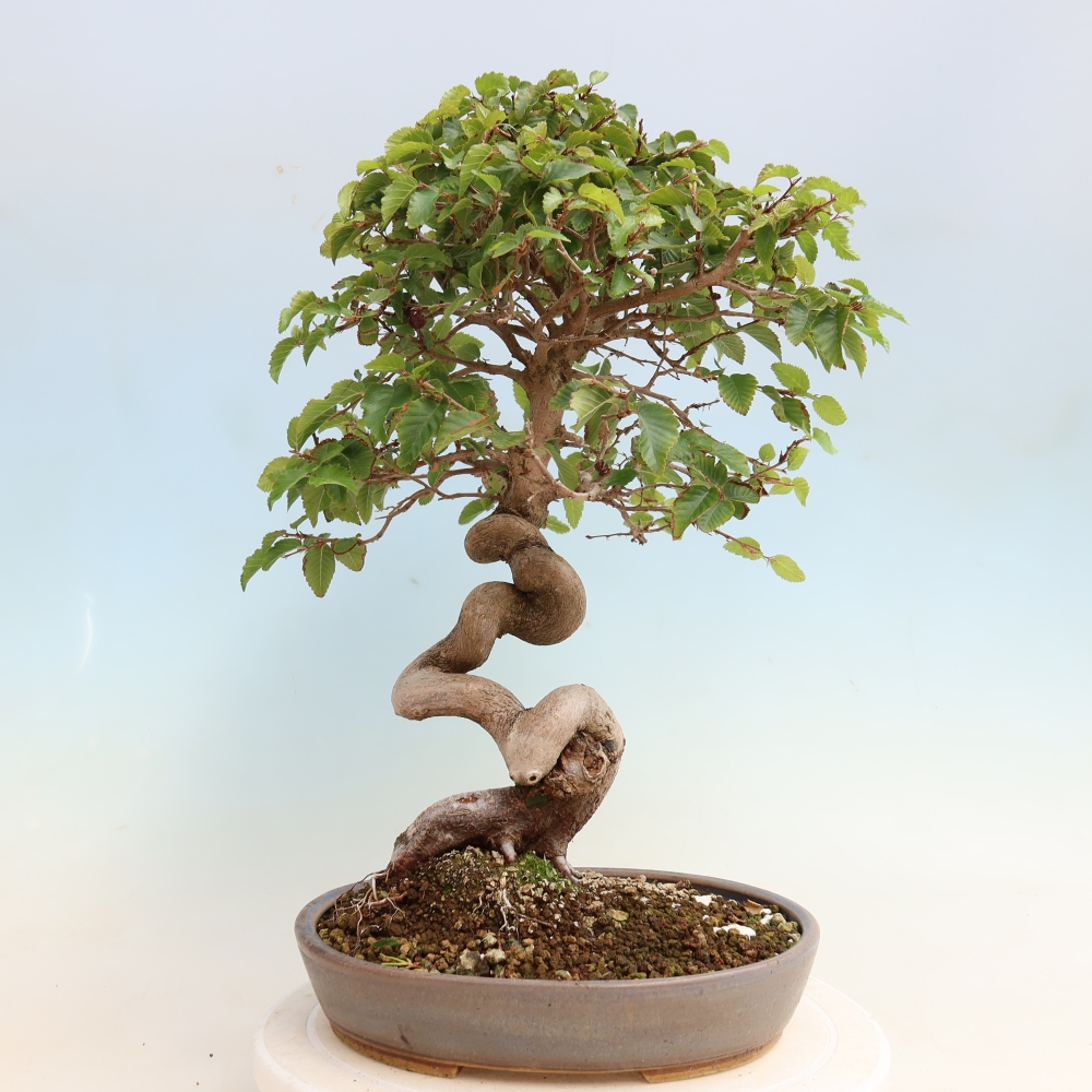 Outdoor bonsai - Carpinus CARPINOIDES - grab koreański