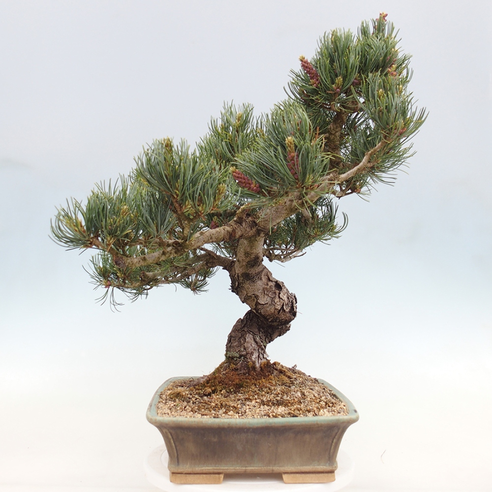Outdoor bonsai - Pinus parviflora - Pinus parviflora