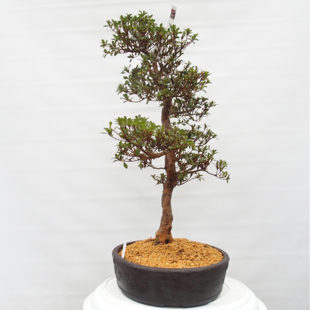 Bonsai zewnętrzne - Azalia japońska - Azalia Hanatsuzuri