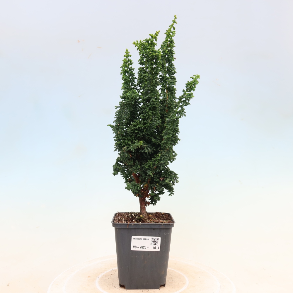Bonsai zewnętrzne - Cham. obtusa SEKKA HINOKI - Cyprys