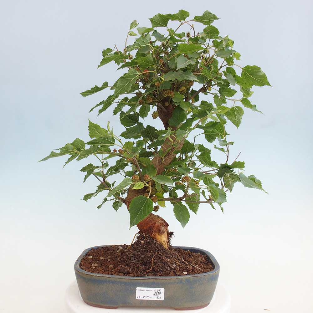 Bonsai outdoor - Morus alba - morwa