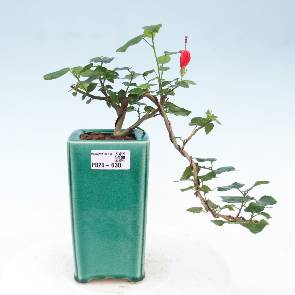 Bonsai domowe - Malvaviscus arboreus
