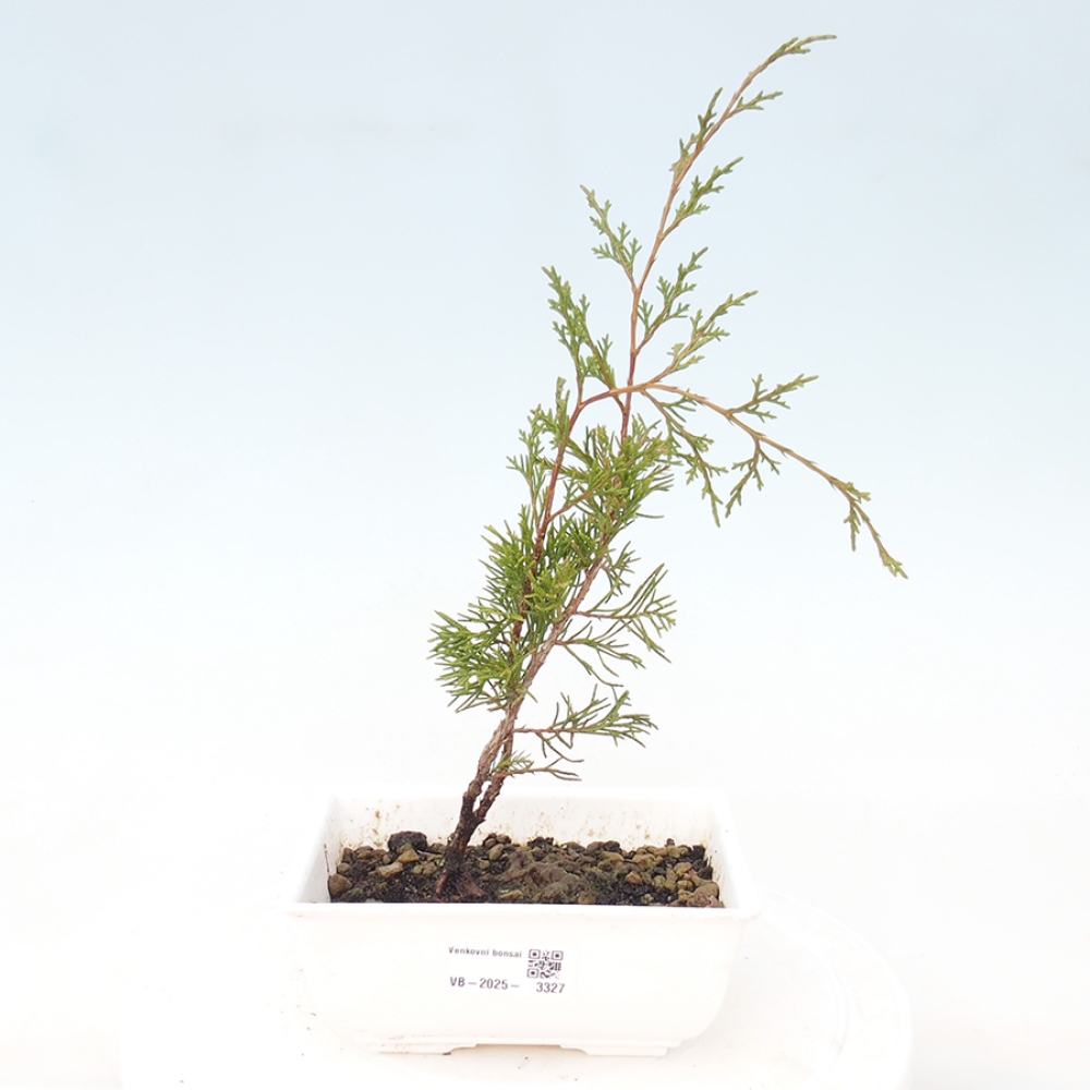 Outdoor bonsai - Juniperus chinensis Itoigawa - Jałowiec chiński