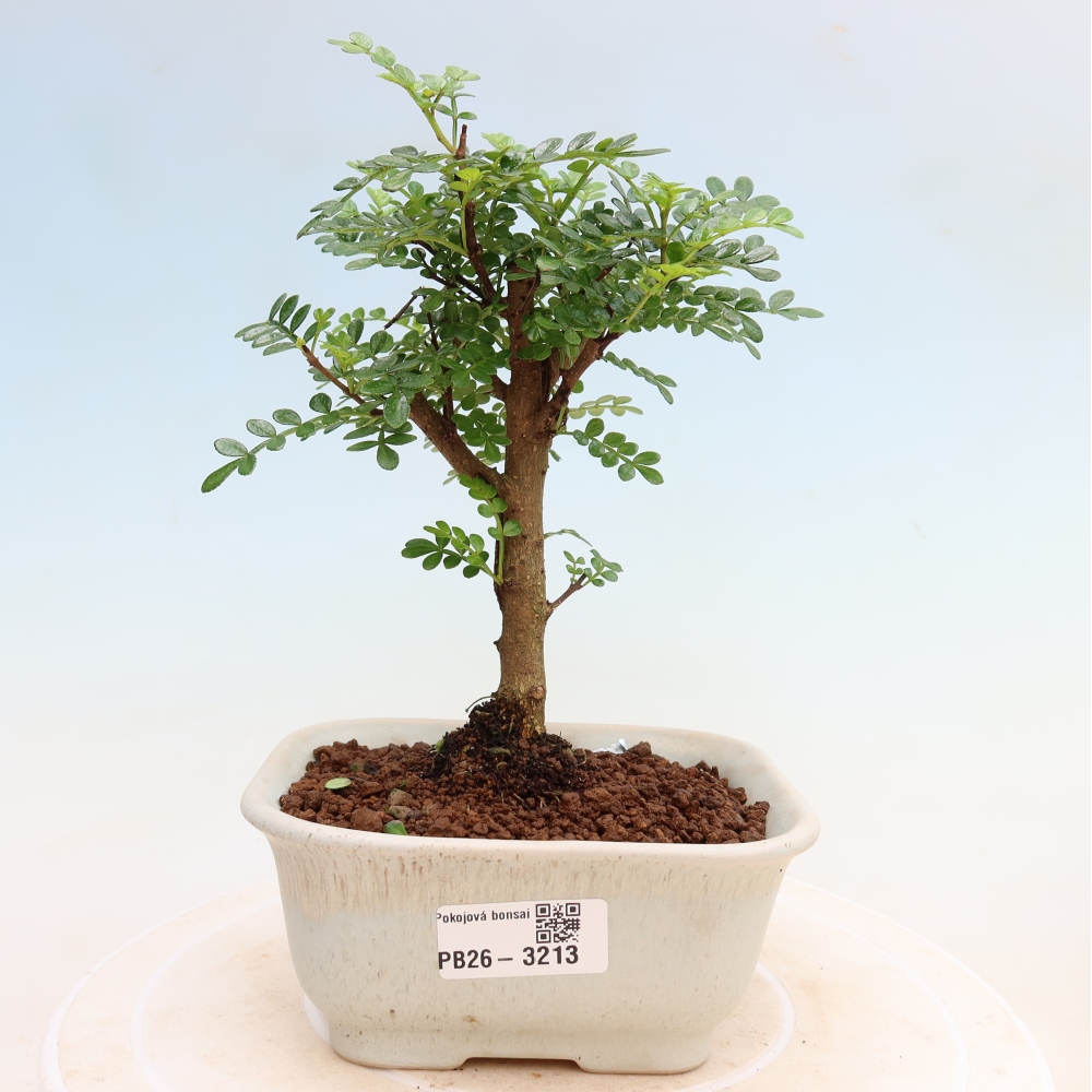 Pokój bonsai - Zantoxylum piperitum - drzewo pieprzowe