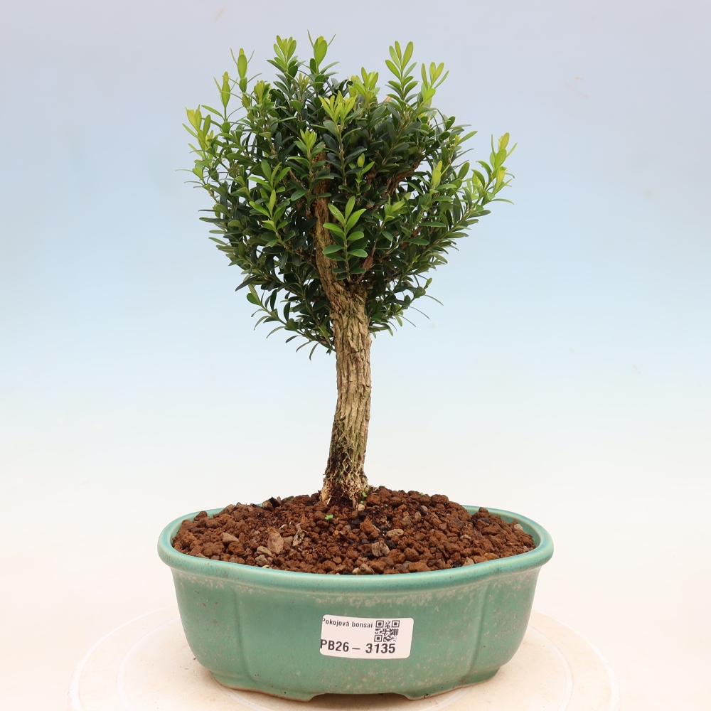 Pokój bonsai - Buxus harlandii - buxus korkowy