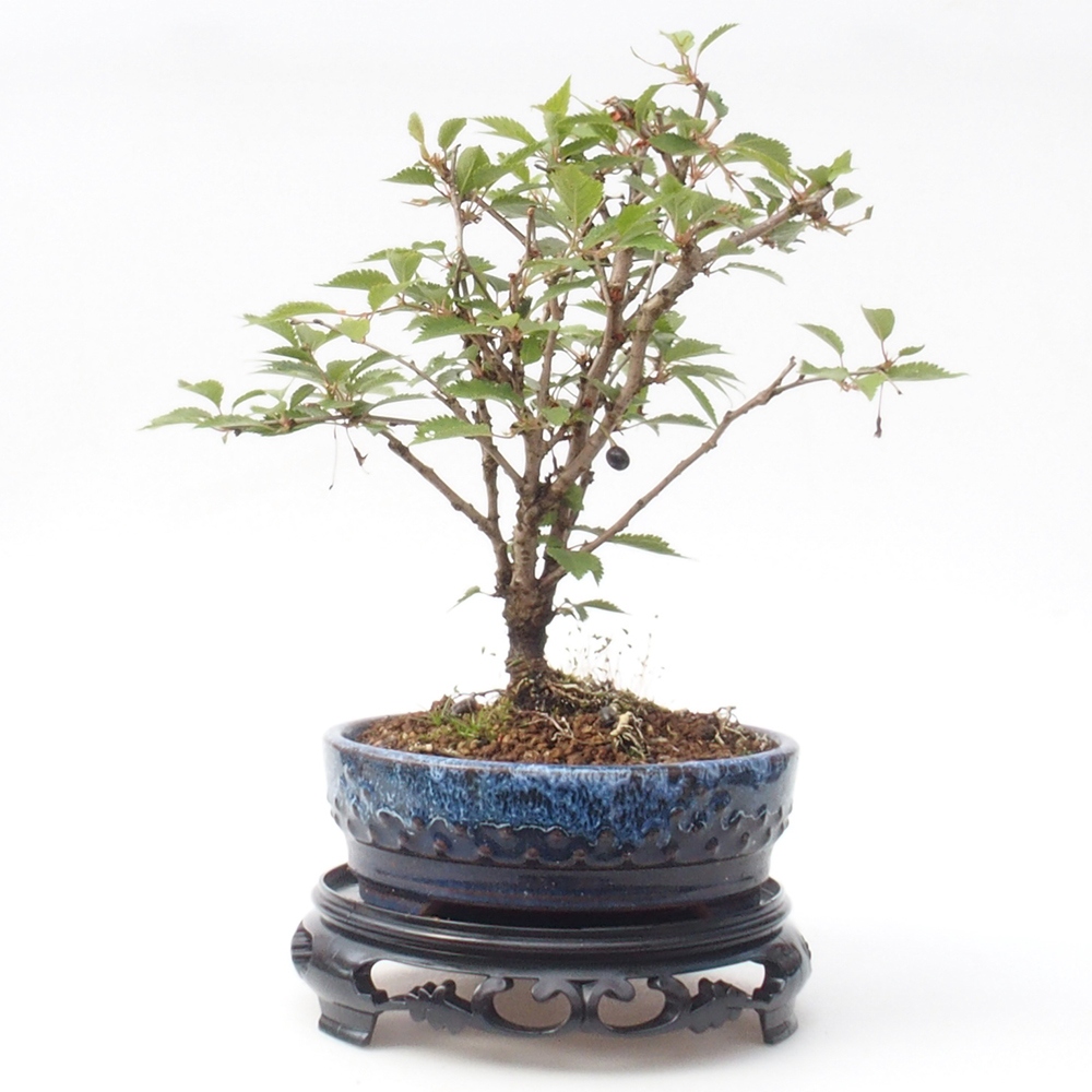 Stolik bonsai plastikowy okrągły 17,5 x 17,5 x 4  cm, kolor czarny