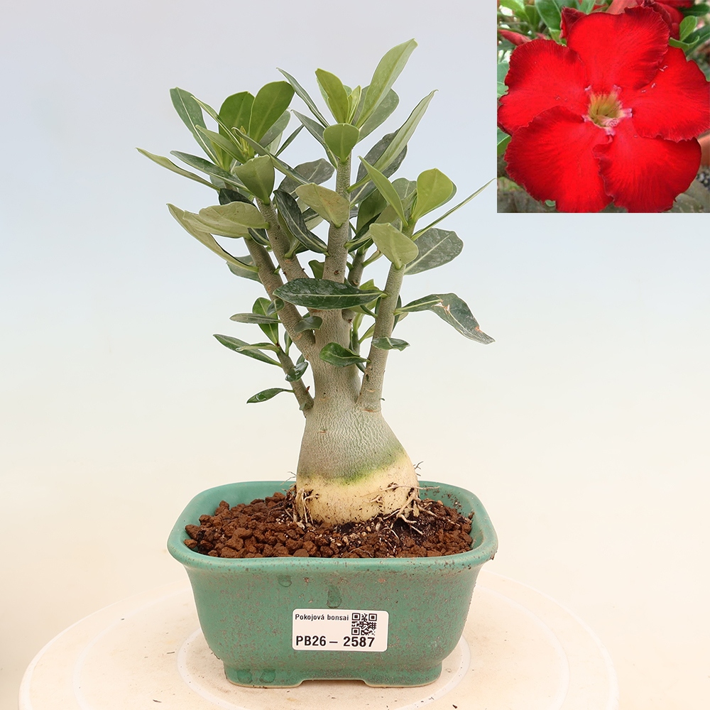 Bonsai pokojowe – Adenium obesum Red Star – Róża pustynna