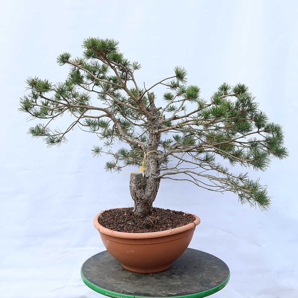 Pinus sylvestris Hiszpania – sosna zwyczajna