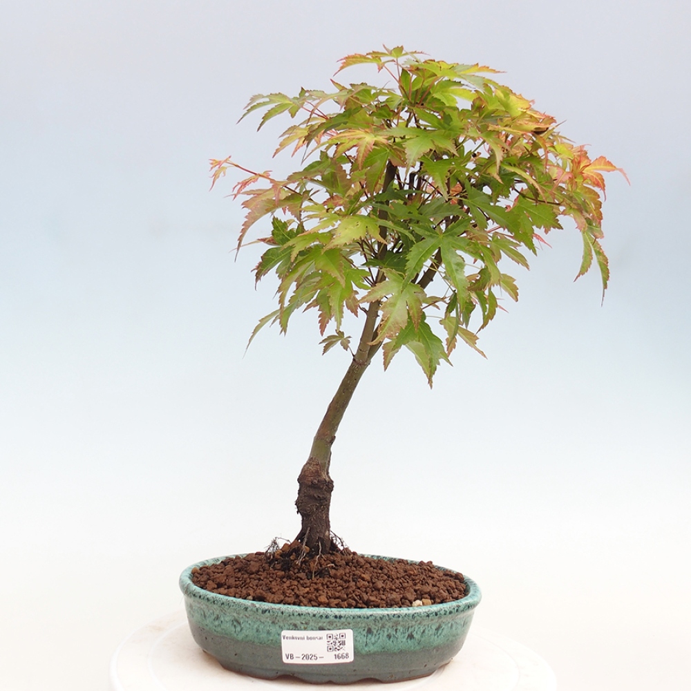 Klon - Acer palmatum Beni Tsukasa
