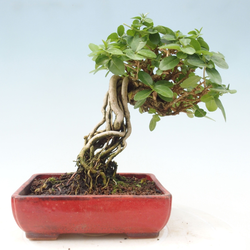 Bonsai wewnętrzne - Premna serratifolia - Kozlovon drobnolistny