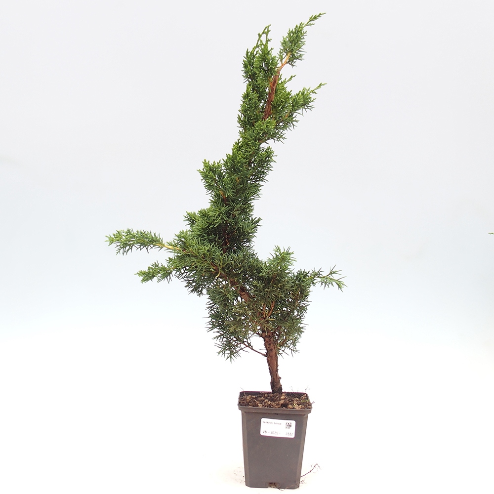 Outdoor bonsai - Juniperus chinensis Kishu - chiński jałowiec
