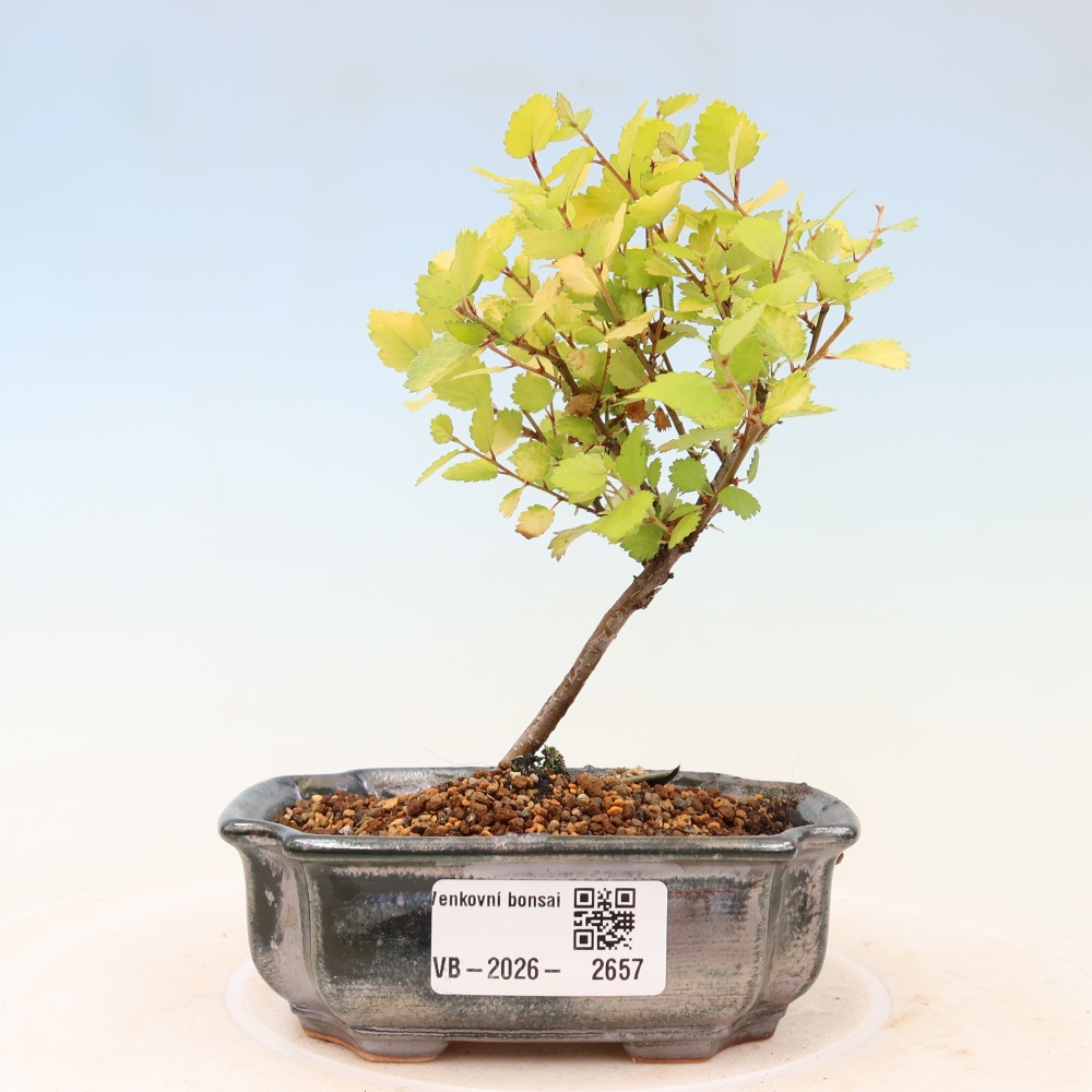Bonsai ogrodowe – brzoza karłowata – Betula NANA Golden Treasure