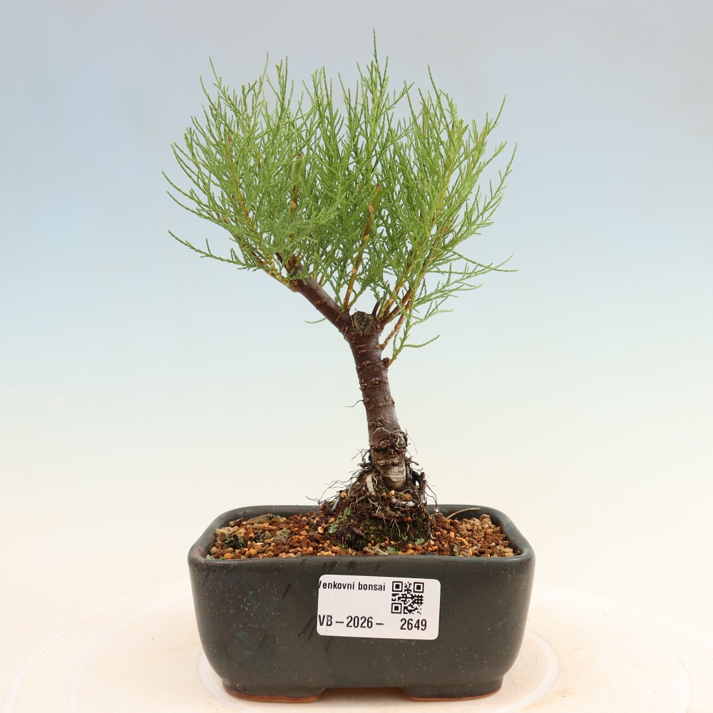 Bonsai ogrodowe – Tamaryszek – Tamarix