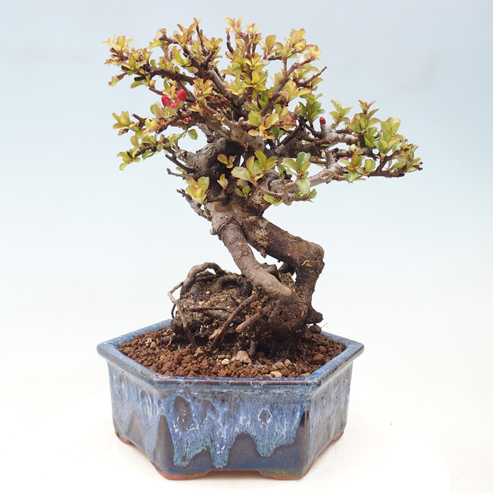 Bonsai zewnętrzne - Chaneomeles speciosa - Pigwa