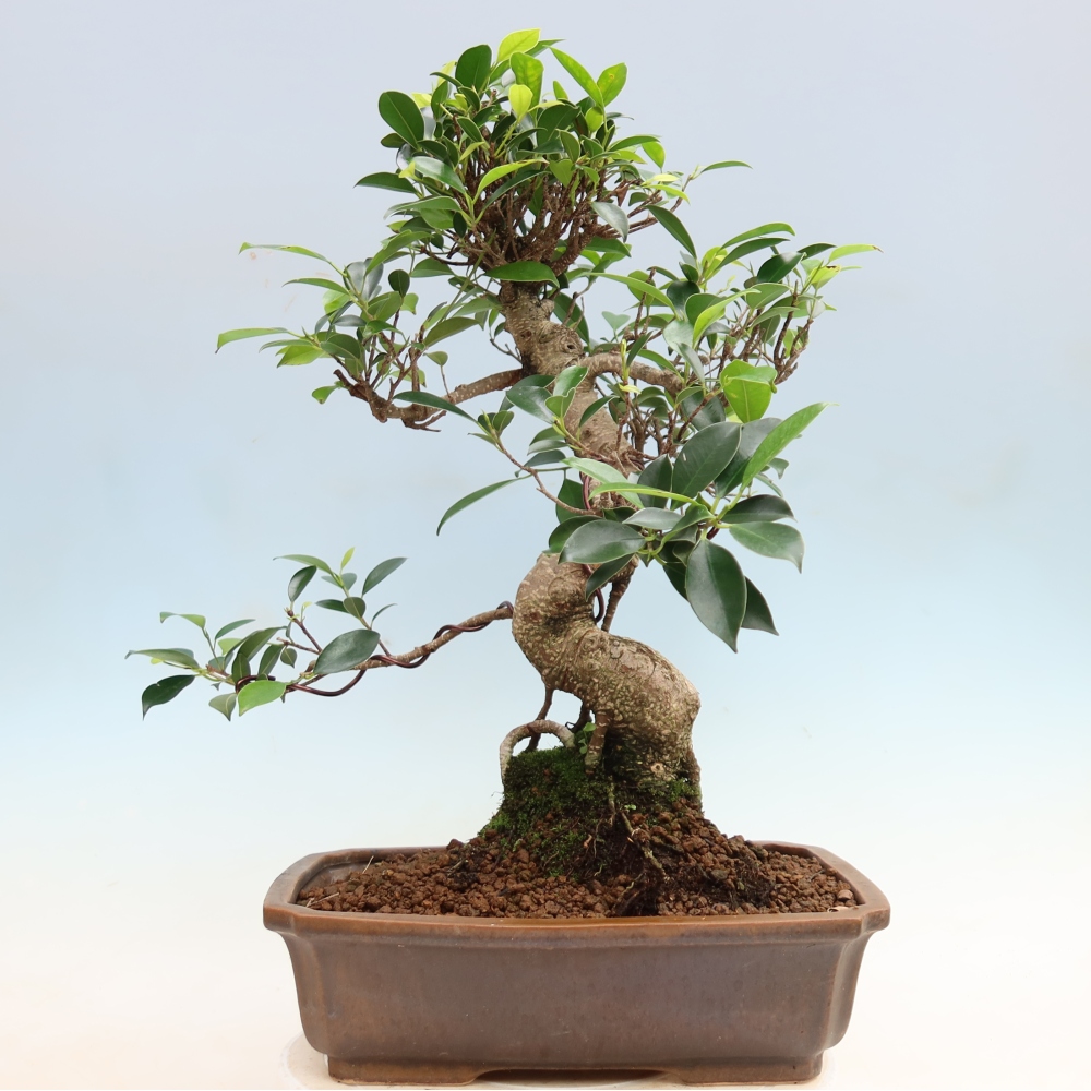 Pokój bonsai - Ficus kimmen - figowiec drobnolistny