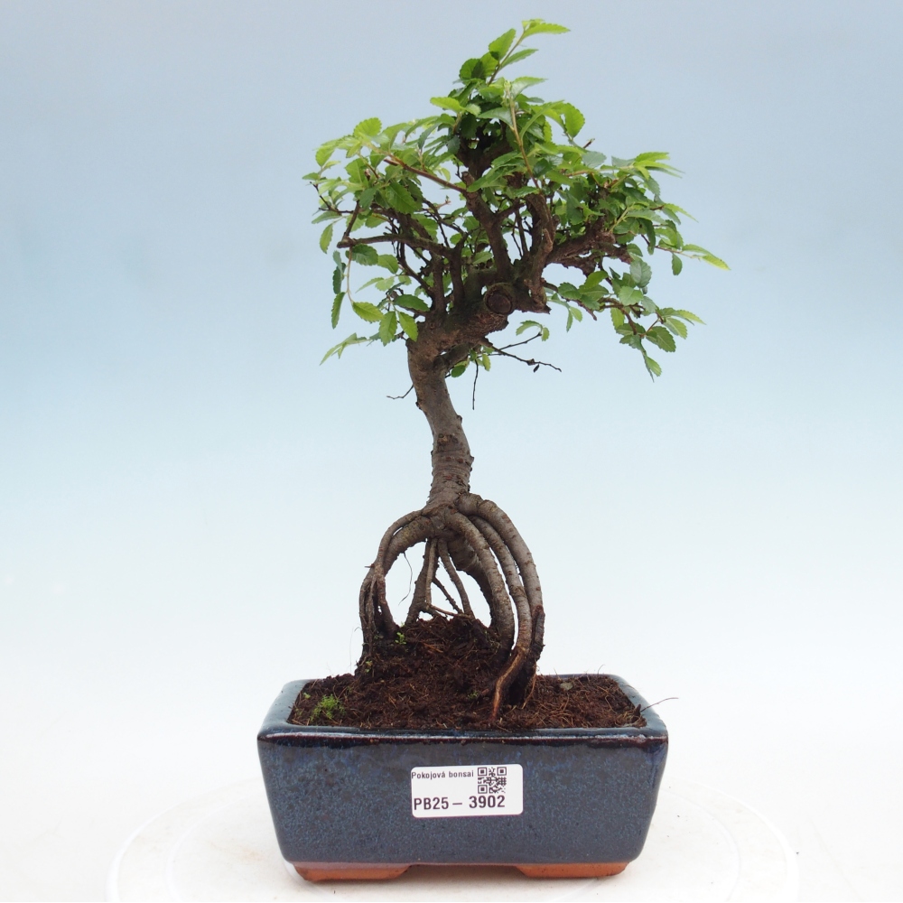 Pokój bonsai - Ulmus parvifolia - Wiąz drobnolistny