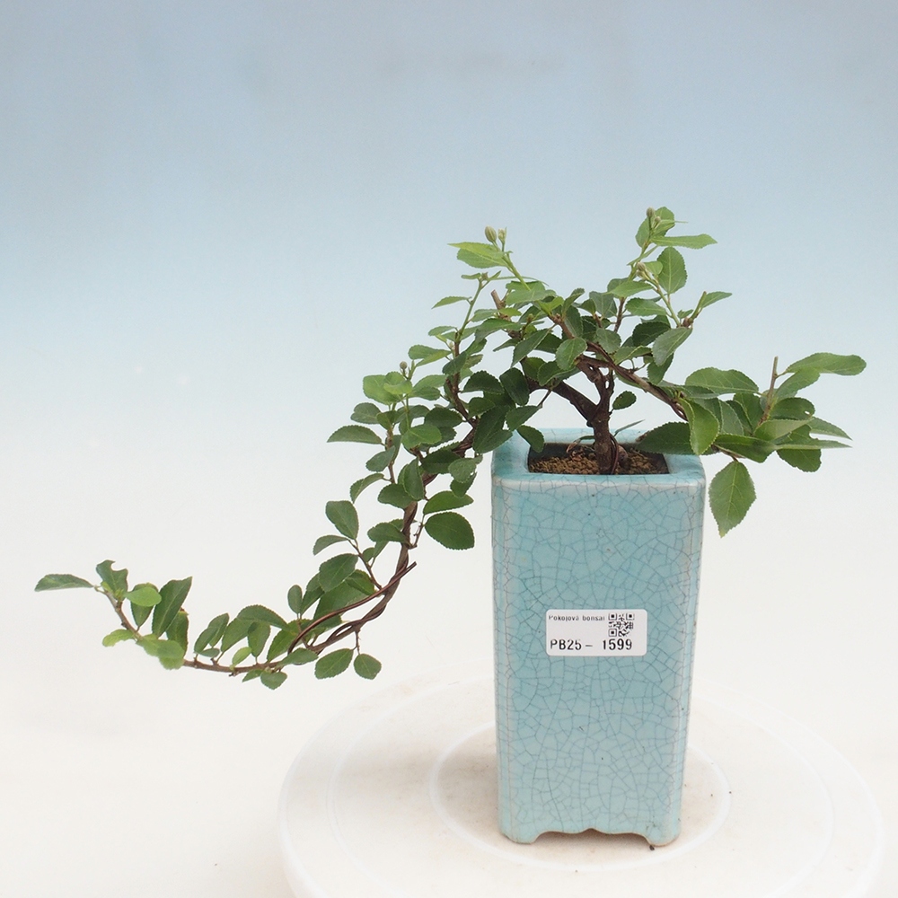 Kryty bonsai - Grewia occidentalis - Lawendowa gwiazda