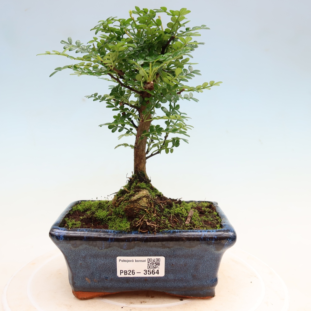 Pokój bonsai - Zantoxylum piperitum - drzewo pieprzowe