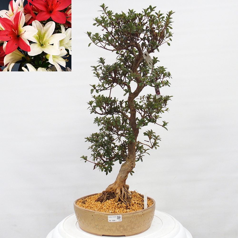 Bonsai zewnętrzne - Azalia japońska - Azalia Hanatsuzuri