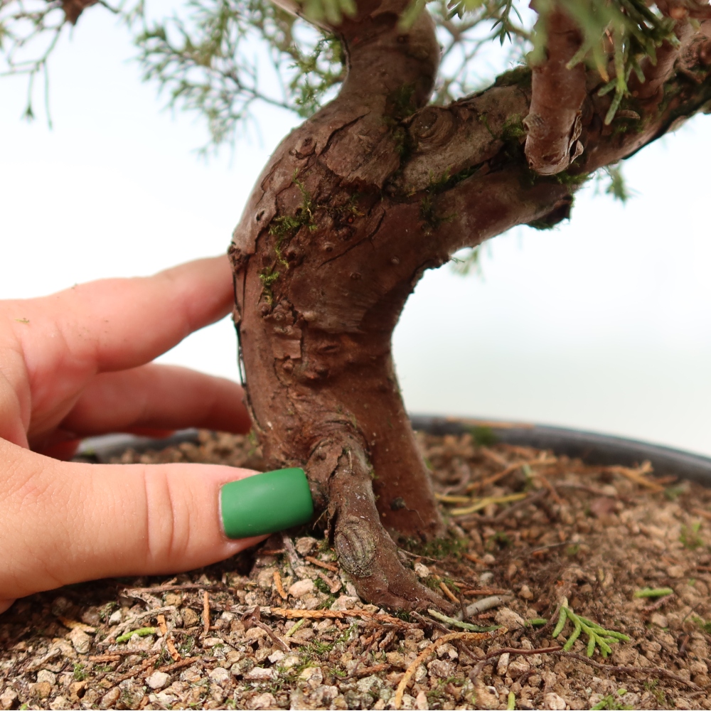 Bonsai ogrodowe – Juniperus chinensis Itoigawa – jałowiec chiński