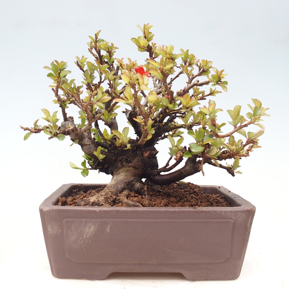 Bonsai zewnętrzne - Chaneomeles speciosa - Pigwa