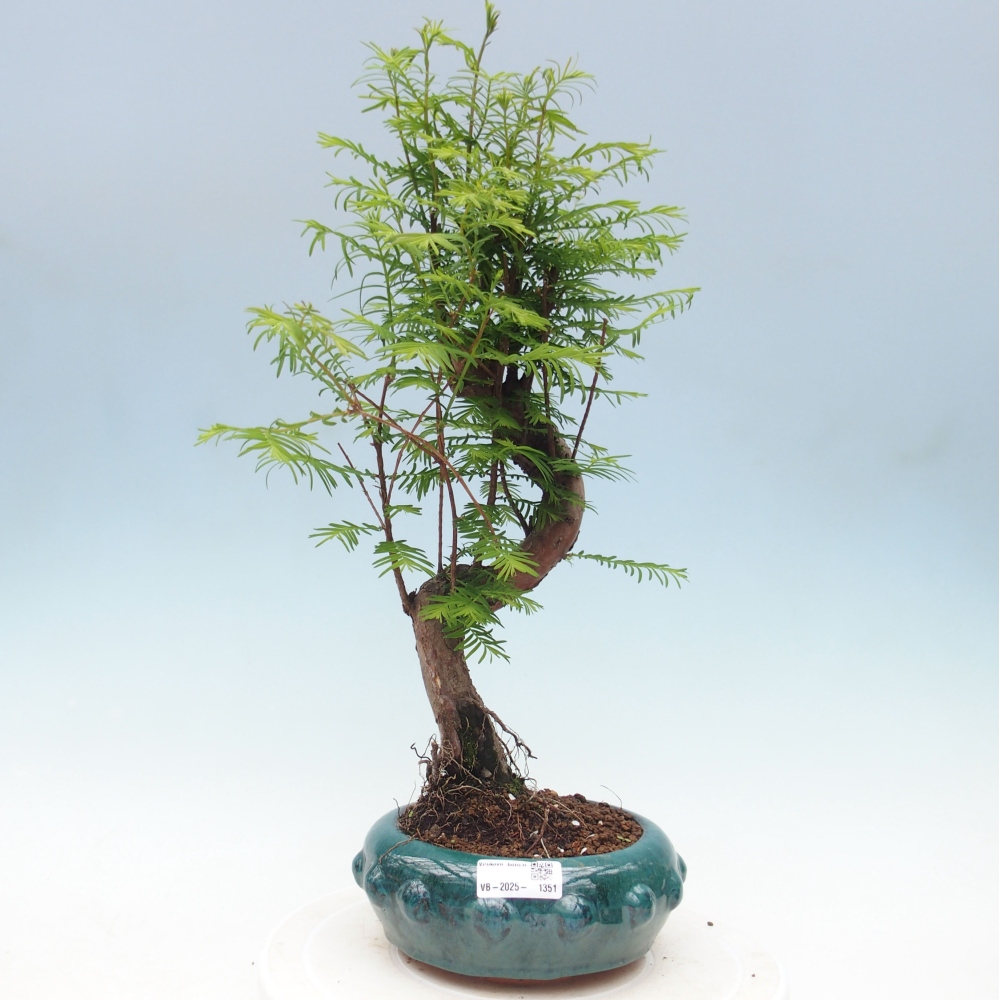 Outdoor bonsai - Metasequoia glyptostroboides - chińskie metasekvoje