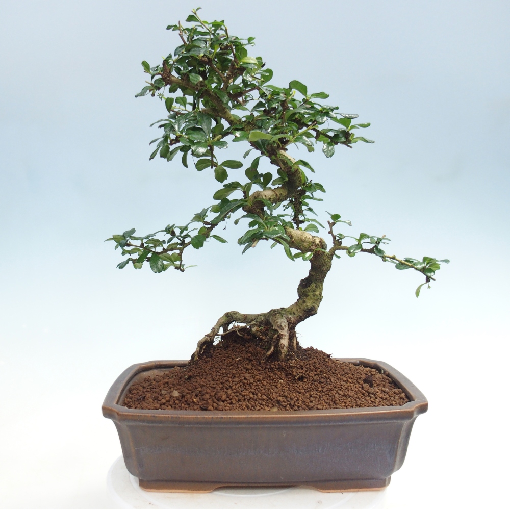 Bonsai pokojowe - Carmona macrophylla - Tea fuki