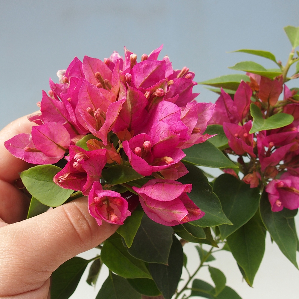 Pokój bonsai - Bouganwilea