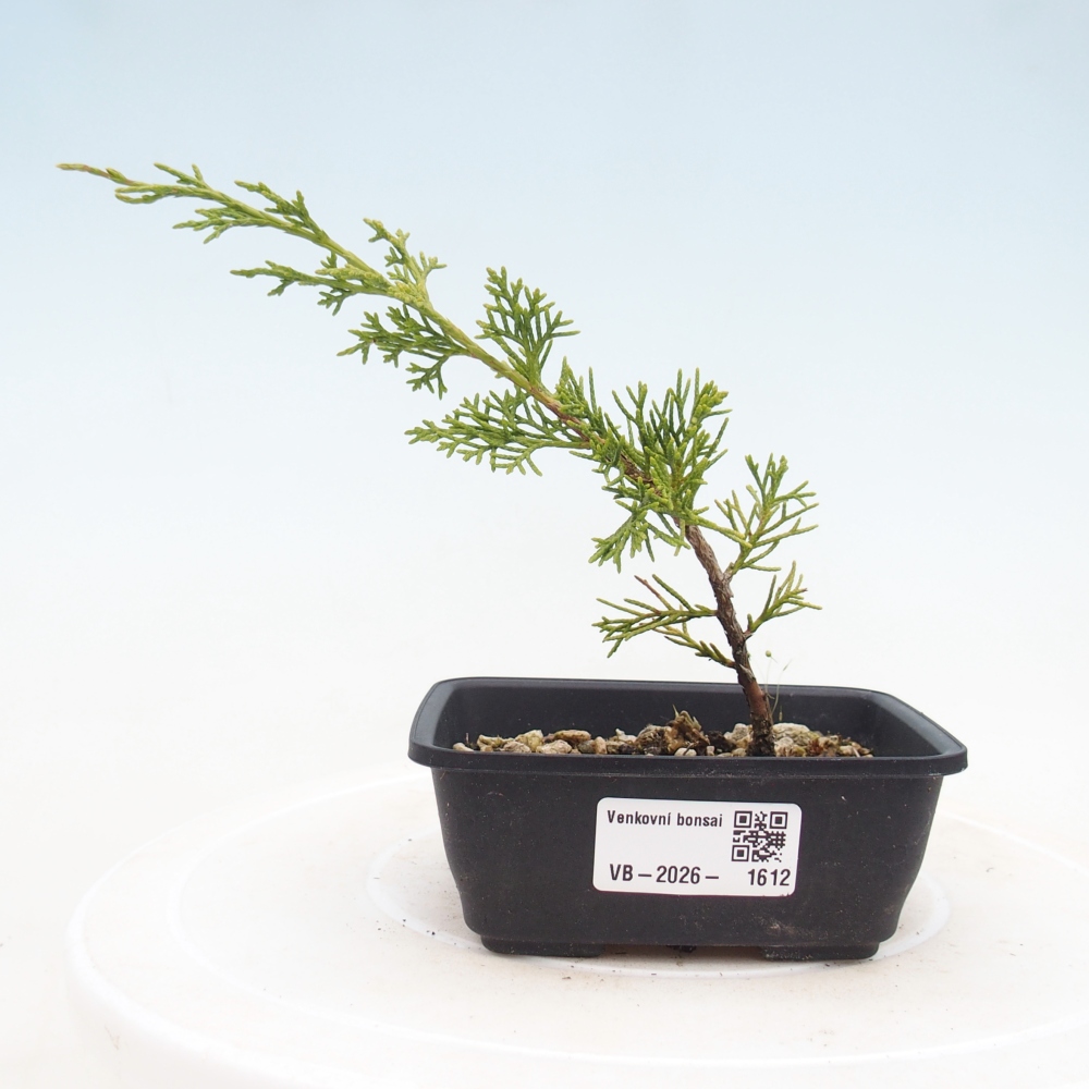 Outdoor bonsai - Juniperus chinensis Itoigawa