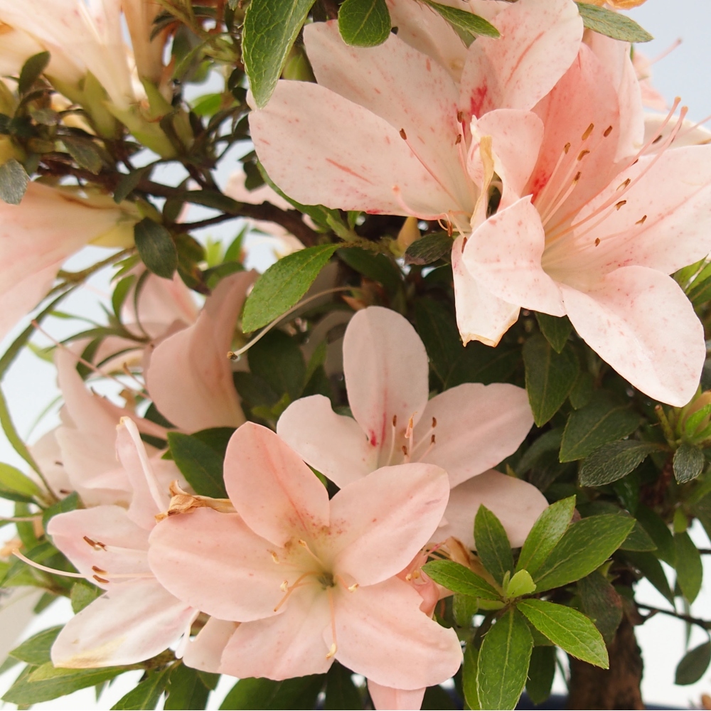 Bonsai ogrodowe - azalia japońska - Azalea Nikko