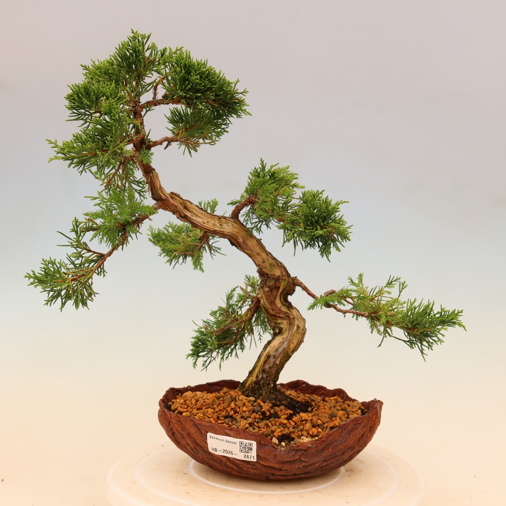 Outdoor bonsai - Juniperus chinensis Itoigawa