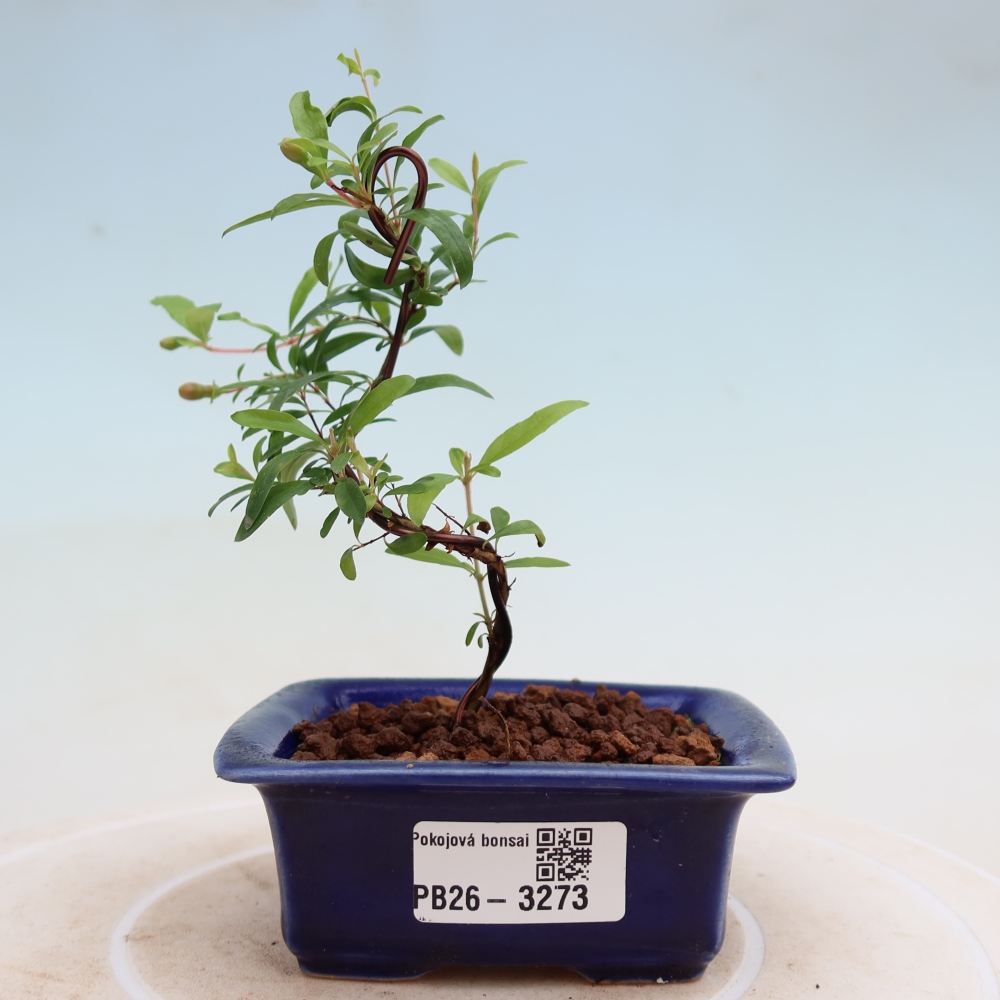 Pokój bonsai - PUNICA granatum nana - jabłko granatu