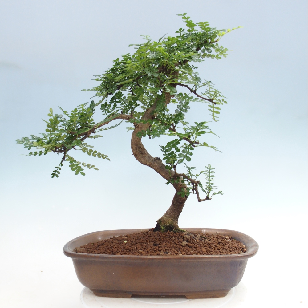 Pokój bonsai - Zantoxylum piperitum - drzewo pieprzowe
