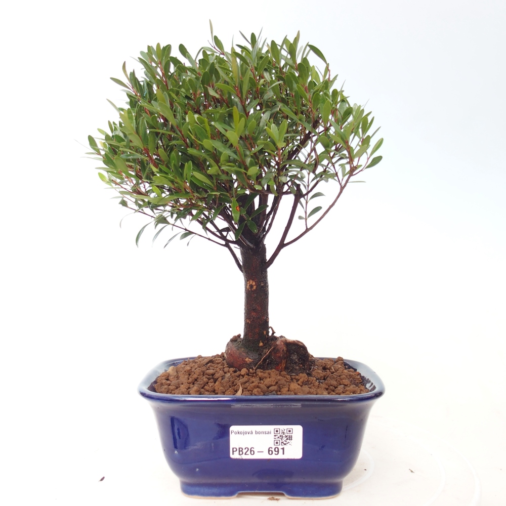 Pokój bonsai - Syzygium - Pimento