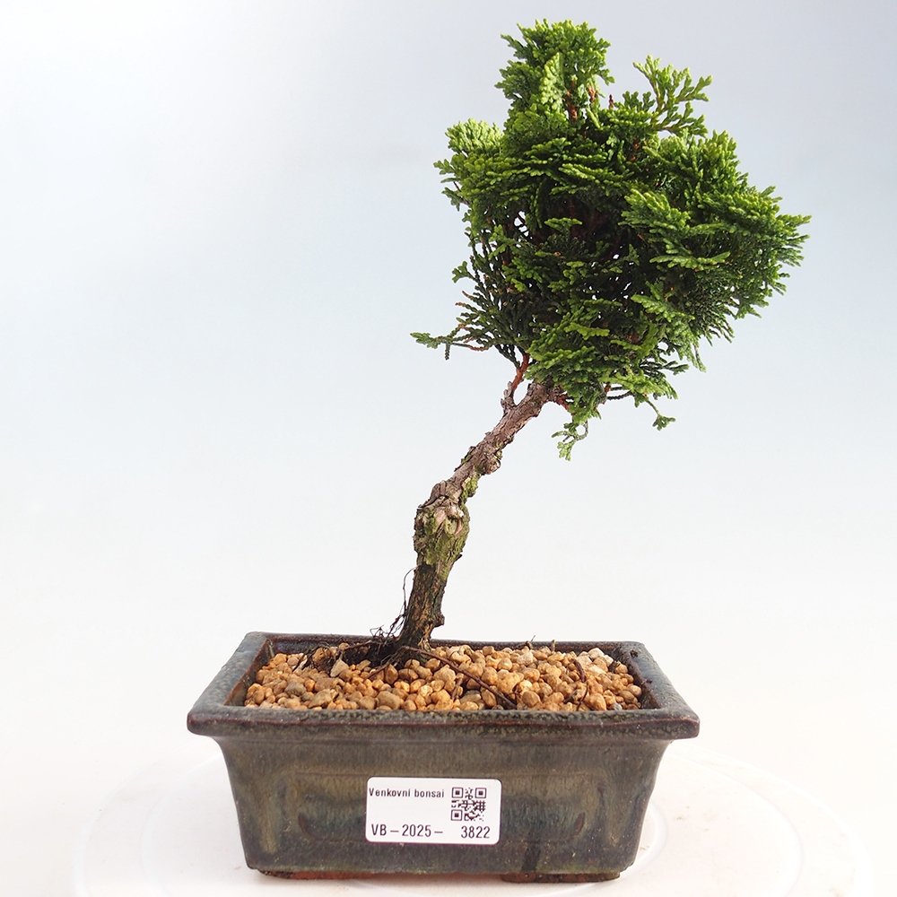 Bonsai zewnętrzne - Cham.pis obtusa Nana Gracilis - Cyprys