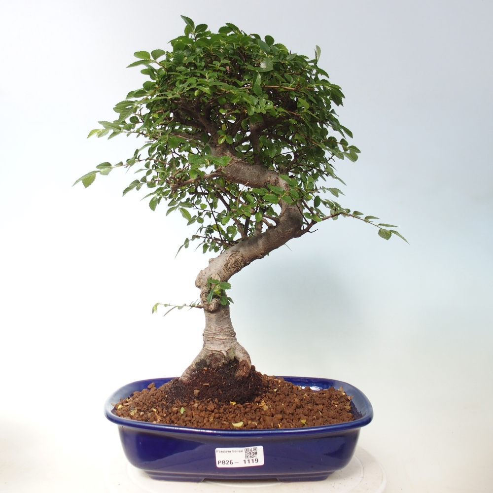 Pokój bonsai - Ulmus parvifolia - Wiąz drobnolistny