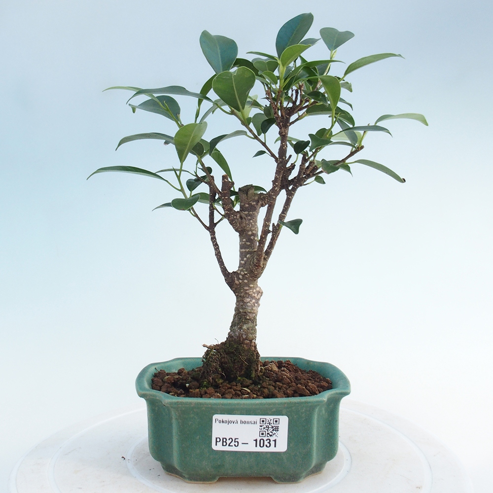 Pokojová bonsai - Ficus retusa - malolistý fíkus