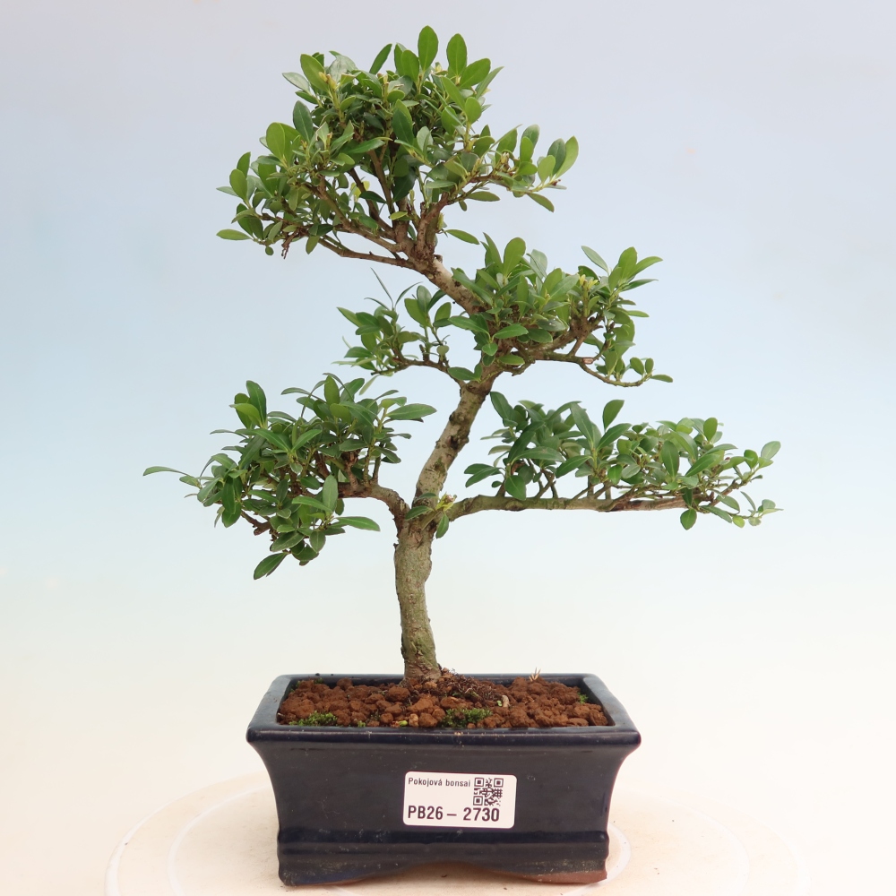 Pokój bonsai - Ilex crenata - Ostrokrzew