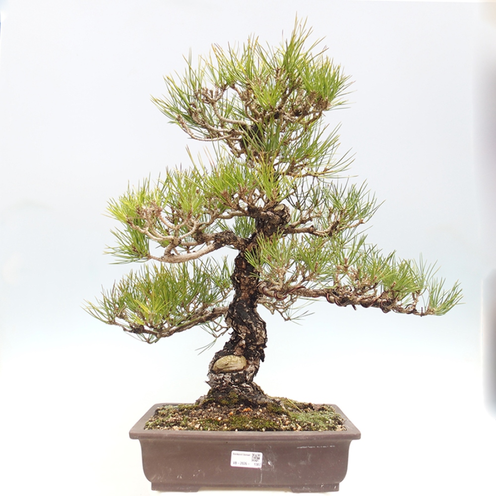 Outdoor bonsai - Pinus thunbergii - sosna Thunberga