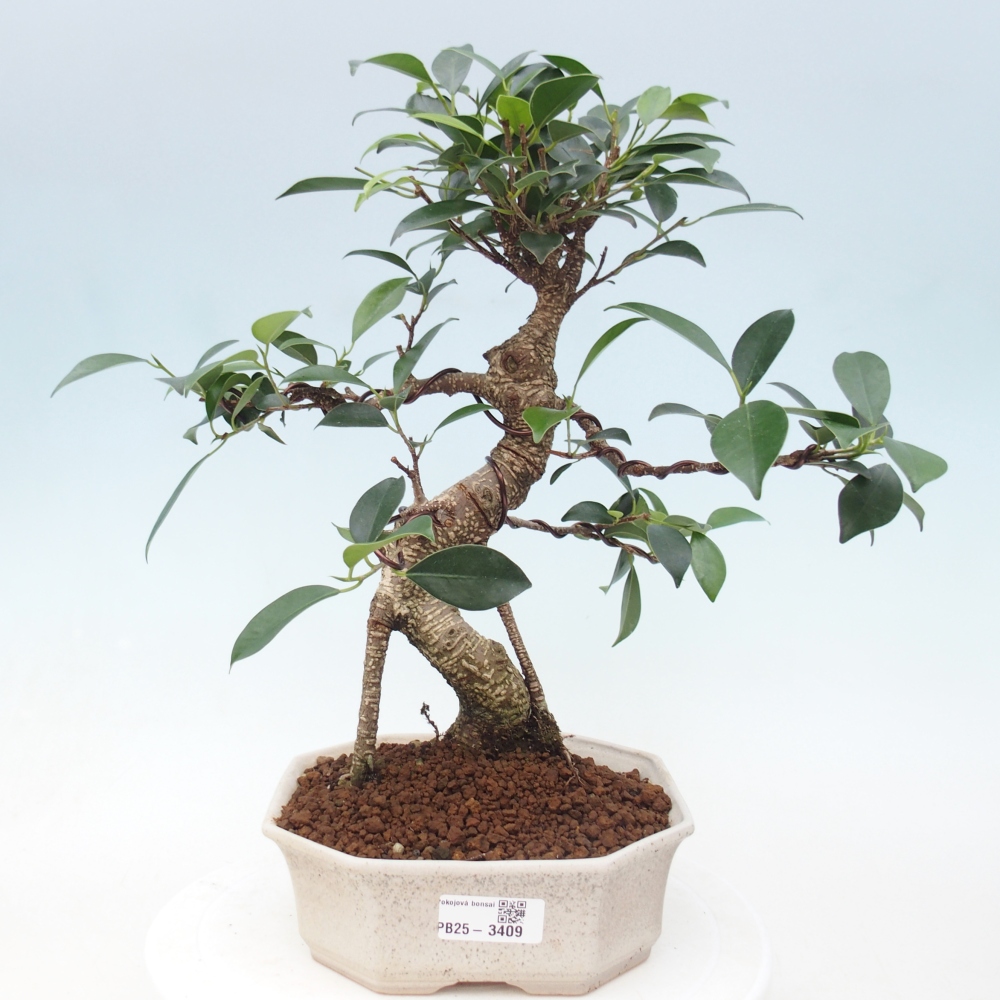 Pokój bonsai - Ficus retusa - figowiec drobnolistny