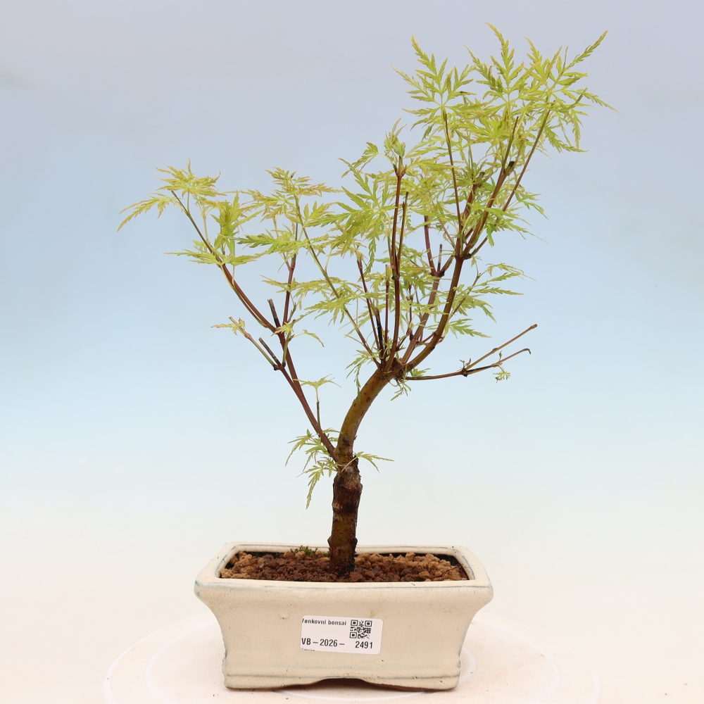 Bonsai ogrodowe – Acer palmatum Dissectum – klon palmowy 