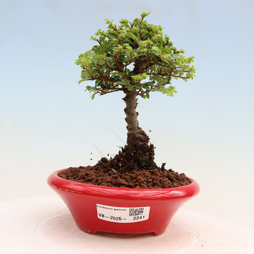 Bonsai ogrodowe – Ulmus parvifolia Sagei – wiąz drobnolistny