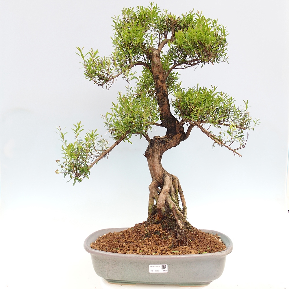 Indoor bonsai - Syzygium - Pimento - WYŁĄCZNIE ODBIÓR OSOBISTY lub transport paletowy