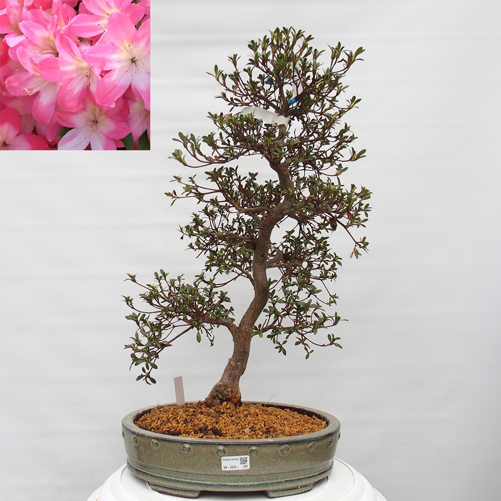 Bonsai zewnętrzne - Azalia japońska - Azalia Akari